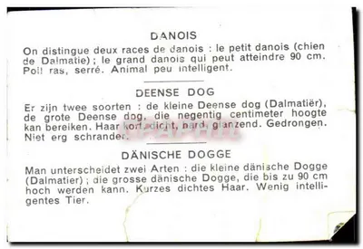Danois Deense Dog — Dalmatian — Danois Deense Dog — Rückseite