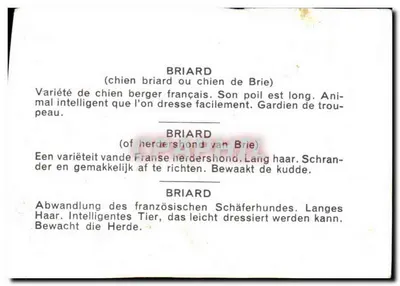 Briard — francuski pies pasterski — Chaix-Paris — Rewers