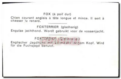 Foxterrier — cão de caça — carta postal multilíngue — Verso