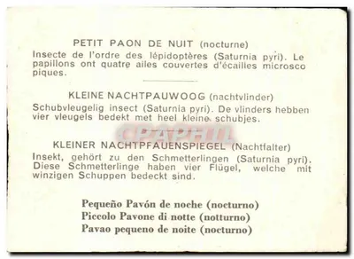 Pequeno pavão noturno — Saturnia pyri — Diffusão Hemma, 99 rue du Faubourg — Verso