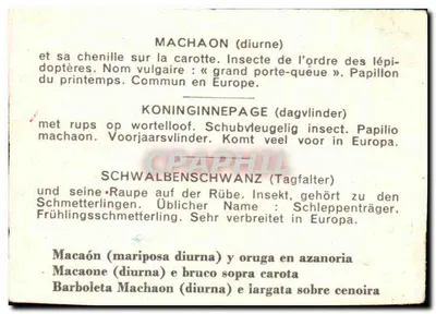 Machaon — motyl i larwa na marchewce — wydawca nie widoczny — Rewers