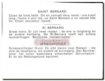 Saint-Bernard — cão de montanha — n° 101 — Verso