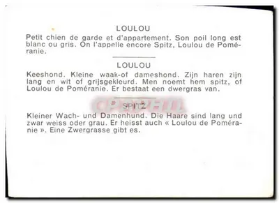 Loulou Spitz — seria 39, obraz 40 — psy. — Rewers