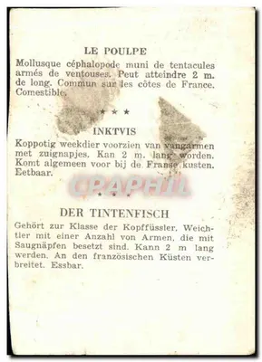 Ogryzek — ilustracja wielojęzyczna — — Rewers