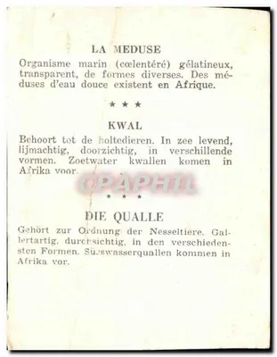 Die Meduse — Kwale — Die Qualle — Verlag nicht sichtbar, Seriennummer nicht sichtbar — Rückseite