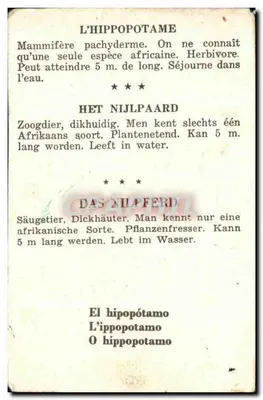 Hipopótamo — ilustración bilingüe (francés/alemán) — editor no visible — Reverso