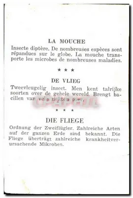 Mucha — Owad dwukrzydły — — Rewers