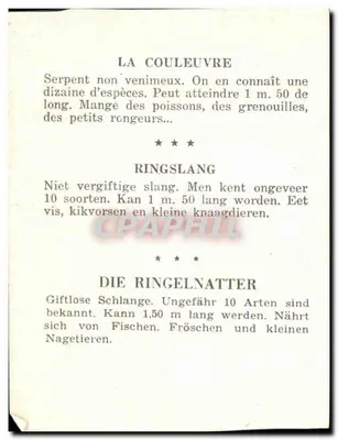 A cobra — Ringslang — Die Ringelnatter — Verso