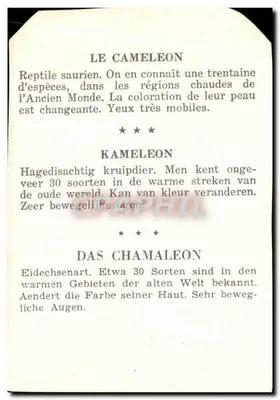 O camaleão — Réptil sauriano — — Verso