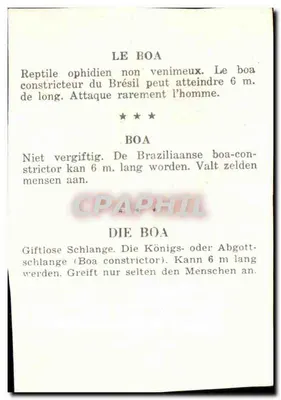 O boa — Réptil ophiδio não venenoso — — Verso