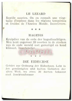 Jaszczurka — Hagedis — Die Eidechse — wydawca nieodczytalny, numer seryjny nieodczytalny — Rewers