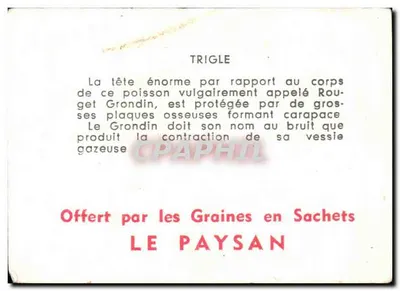 Trigle — peixe marinho — editor LE PAYSAN, número de série não visível — Verso