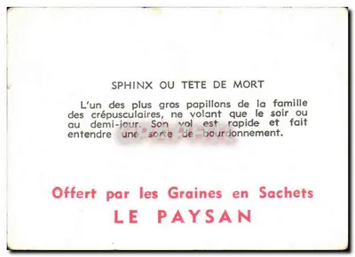 Sfinks — motyl nocny — Przedstawiony przez nasz sklep z nasionami LE PAYSAN — Rewers