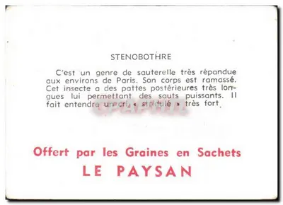 Sténobothre (Orthoptère) — owad skaczący — oferowane przez 'Graines en Sachets LE PAYSAN' — Rewers