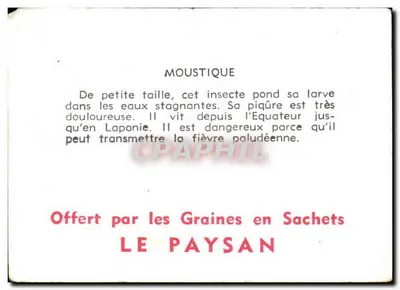 Mosquito (Diptera) — ilustração naturalista — oferecida por Les Graines du Paysan — Verso