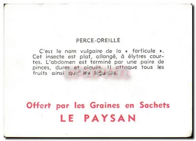 Perce-Oreille (Orthoptère) — ilustração naturalista — Oferecido pelas Sementes em Sacos LE PAYSAN — Verso