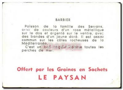 Barbier — ryba z rodziny serranowatych — Barbier — Rewers