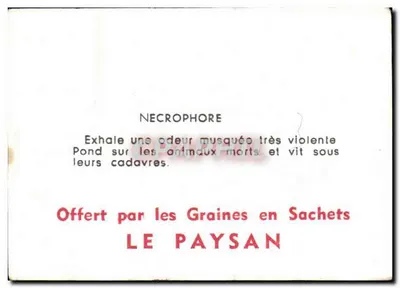 Nécrophore — owad w kolorach czerwonych i czarnych — wydawca LE PAYSAN — Rewers