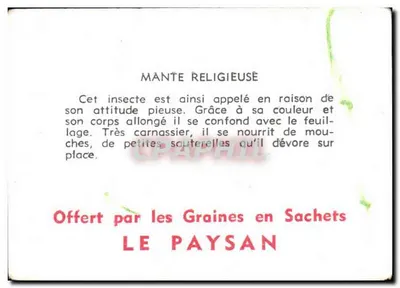 Mante religieuse (Orthoptère) — ilustracja naukowa — oferowana przez Graines en Sachets LE PAYSAN — Rewers