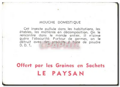 Muchomora domowa (Diptera) — ilustracja naukowa — oferowana przez 'Graines en Sachets LE PAYSAN' — Rewers