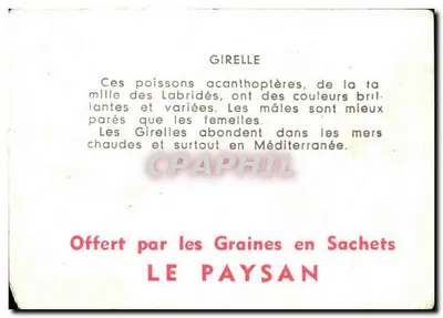 Girelle — ryba morska — Girelle — Rewers