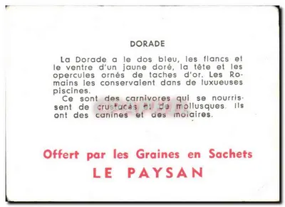 Dorade — karta identyfikacyjna ryby — LE PAYSAN — Rewers
