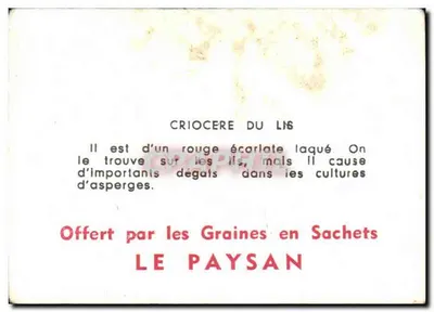 Criocère du lis — szkodnik — oferowane przez Graine en Sachets LE PAYSAN — Rewers