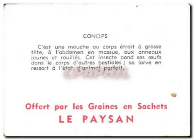 Conops (Diptera) — inseto com corpo estreito e anéis enferrujados — editor LE PAYSAN — Verso
