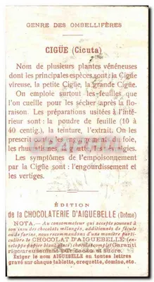 Chromo Chocolaterie d'Aiguebelle Les Plantes Medicinales Cigue Ombelliferes Cicuta Poisson — Verso