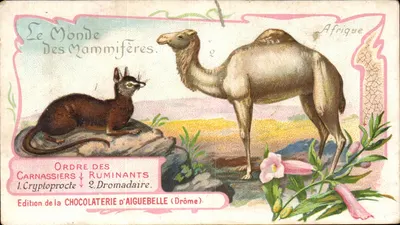 Afrika — Chamaleon en Dromedar — Uitgave van de Chocolatfabriek van Aiguebelle (Drôme)
