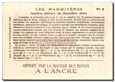 Os Mamíferos — Caracteres Gerais (Continuação) — H. Paris (Depositado N°133) N°8 — Verso