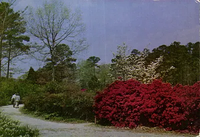 Norfolk Azalea Gardens — Virgínia — Publicado por Frank G. Ennis Paper Co., Norfolk, Va.