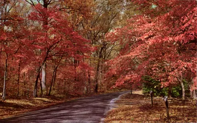 Mohawk Trail, Mass. — Outono — Mastichrome by Colourpicture