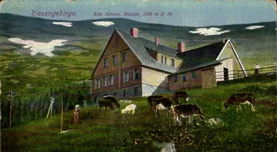 Riesengebirge. Alte Schles. Baude, 1168 m ü. M. — vista de um chalé e vacas pastando — editor não visível