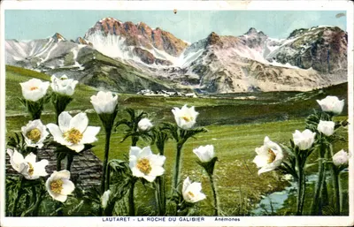 Lautaret - A Roche du Galibier — Anémonas — editor não identificado, número de série não visível