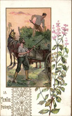 A mentha-pimentada — ilustração de colheita — editor não visível