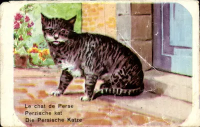 O gato da Pérsia — ilustração multilíngue — editor não visível