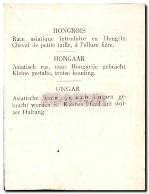 Húngaro — Húngaro — Ungaro — cavalo manchado, raça asiática introduzida na Hungria — Verso
