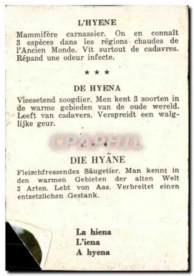 Hyena — zwierzęta z kolekcji — wydawca nie podany, numer nie widoczny — Rewers