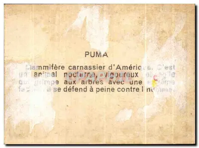 O Puma — animal selvagem — série — Verso