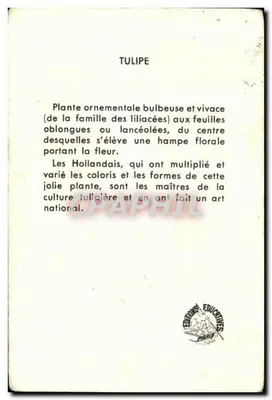 Tulipany — ilustracja botaniczna — Calvet-Rogniat — Rewers