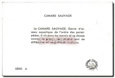 O pato selvagem — série A — Cafvet-Rogniard — Verso
