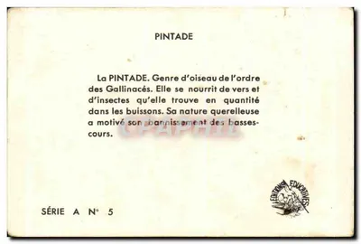 Pintada — seria A nr 5 — Wydawnictwo Edukacyjne — Rewers