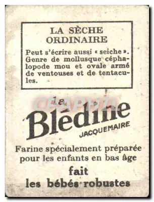 Sèche ordinaire — ilustracja kalmaryka — wydawca Blédine, seria Bon Point — Rewers