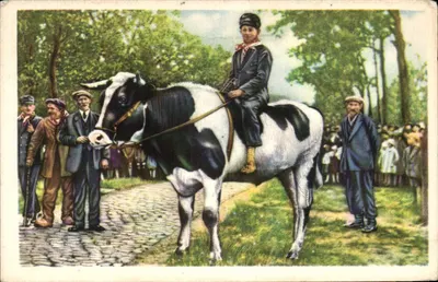 O vencedor da curiosa Corrida dos Bois — Folklore Côte d'Or n°77