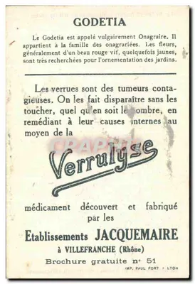 Blédine — Godetia — Établissements Jacquemaire — Rewers
