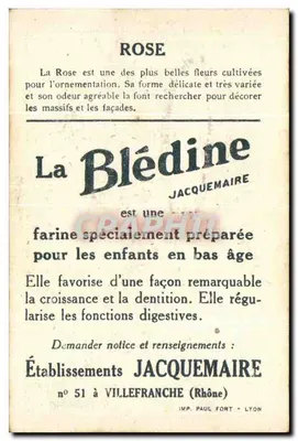 Róża — uprawiana róża — La Blédine, wydawca JACQUEMAIRE, nr 51 — Rewers