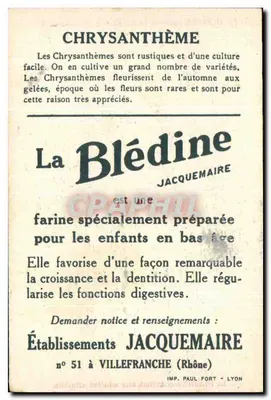 Chryzantemy — reklama firmy La Blédine — wydawca Jacquemaire, Lyon — Rewers