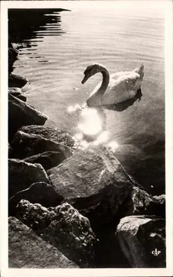 Lake Geneva - Swan on the Lake — C.A.P. No. 137