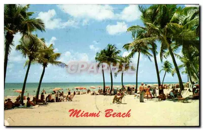 Miami Beach — praia animada sob palmeiras — Koppel Color Cards, n° 88054